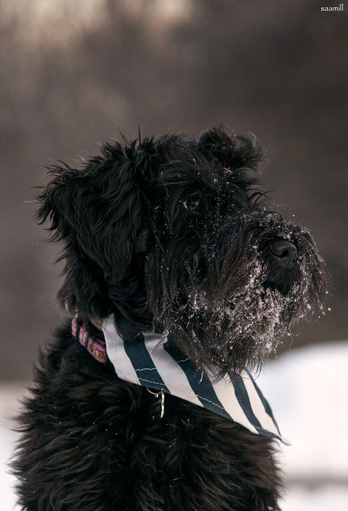 История наших встреч — 1 часть. Saamill