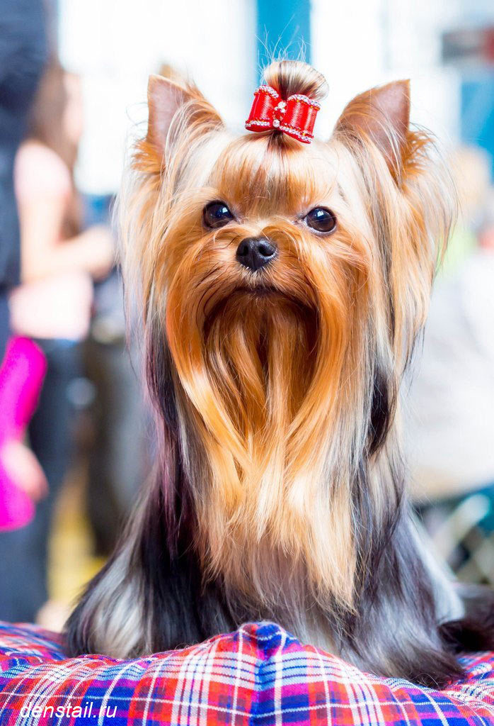 2015 г Результаты выставок. Питомник Йоркширских терьеров Дэнстайл в Санкт-Петербурге заводчик Тих