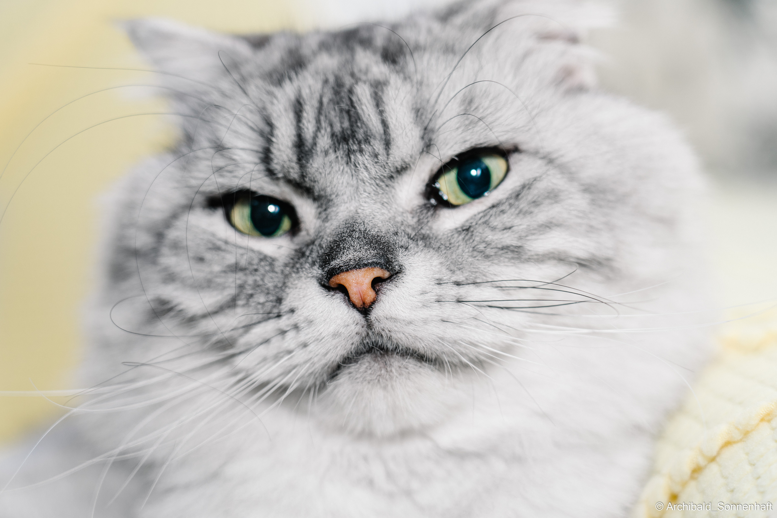 Cat and dog there. Photographer in Guangzhou, China. Archibald Sonnenhaft
