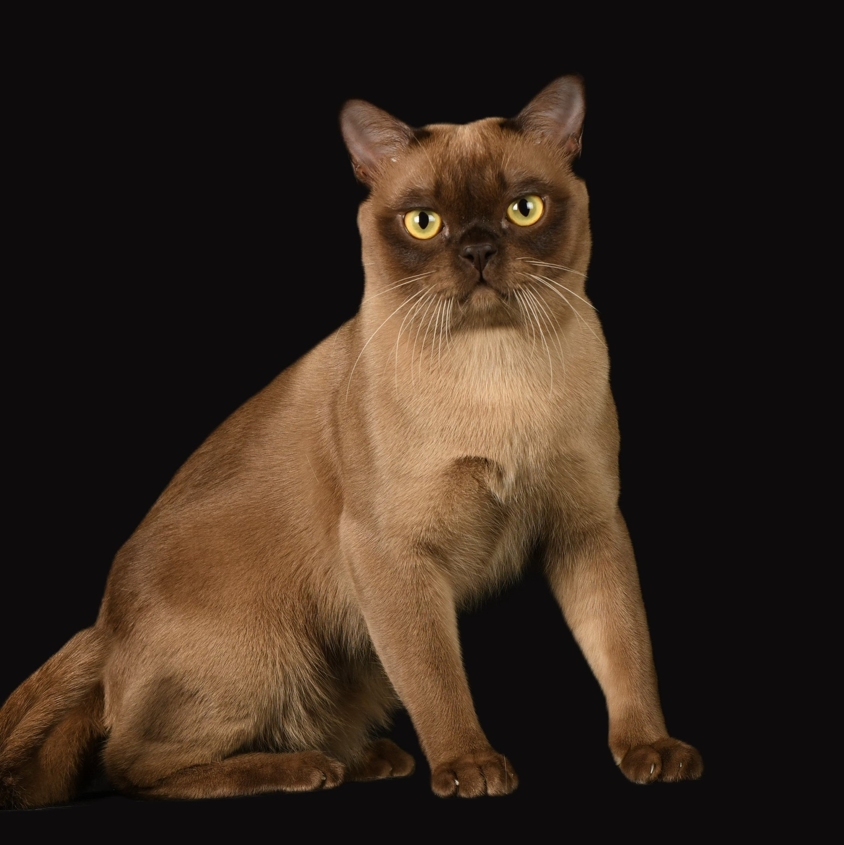 Котёнок американской бурмы. Las Burmas — питомник американской бурмы традиционных линий