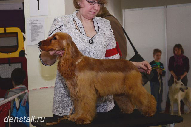 2015 г Результаты выставок. Питомник Йоркширских терьеров Дэнстайл в Санкт-Петербурге заводчик Тих