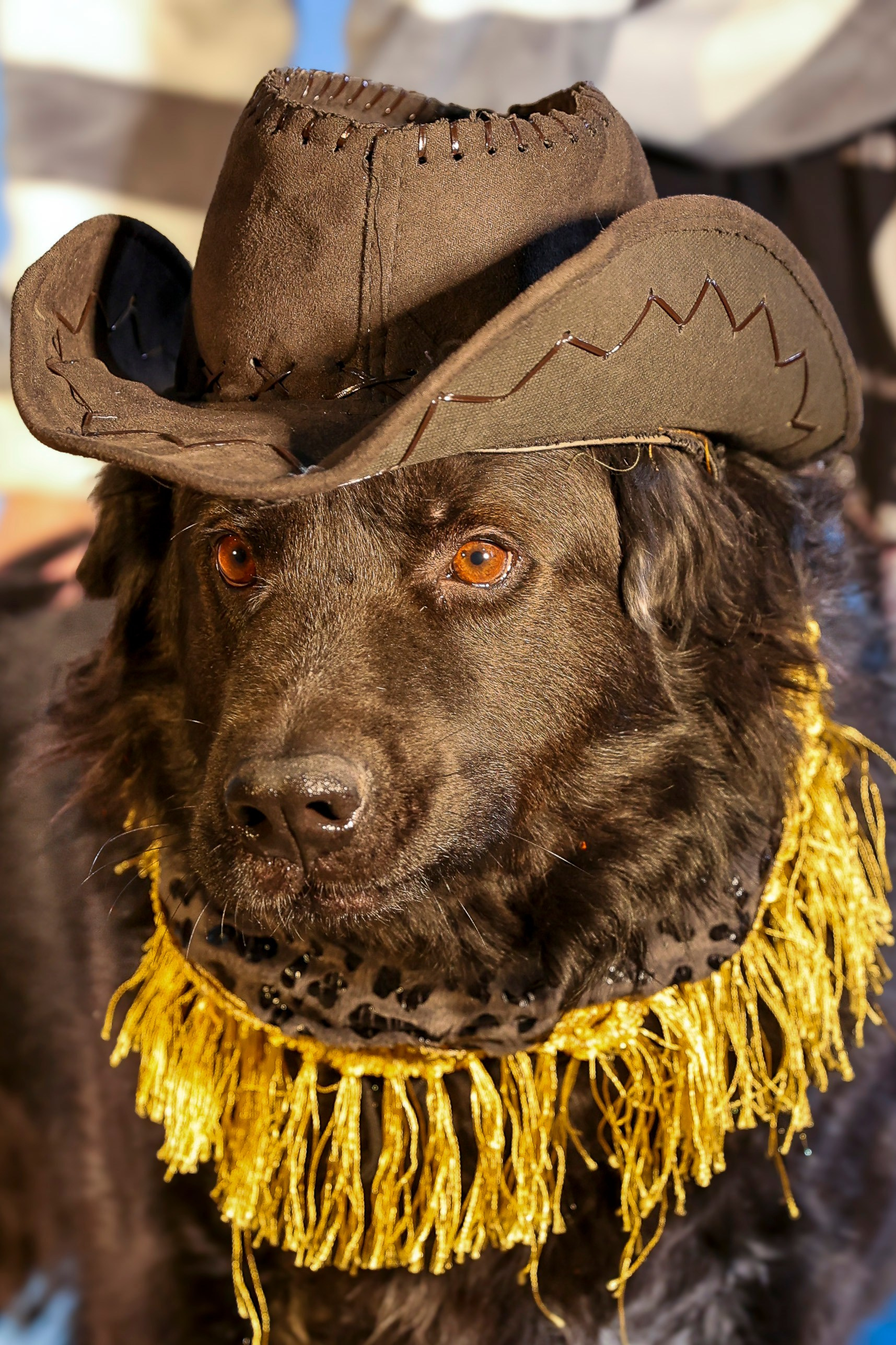 Приют четвероногий АНГЕЛ. Фотограф 📸 семейный, предметный, репортажный