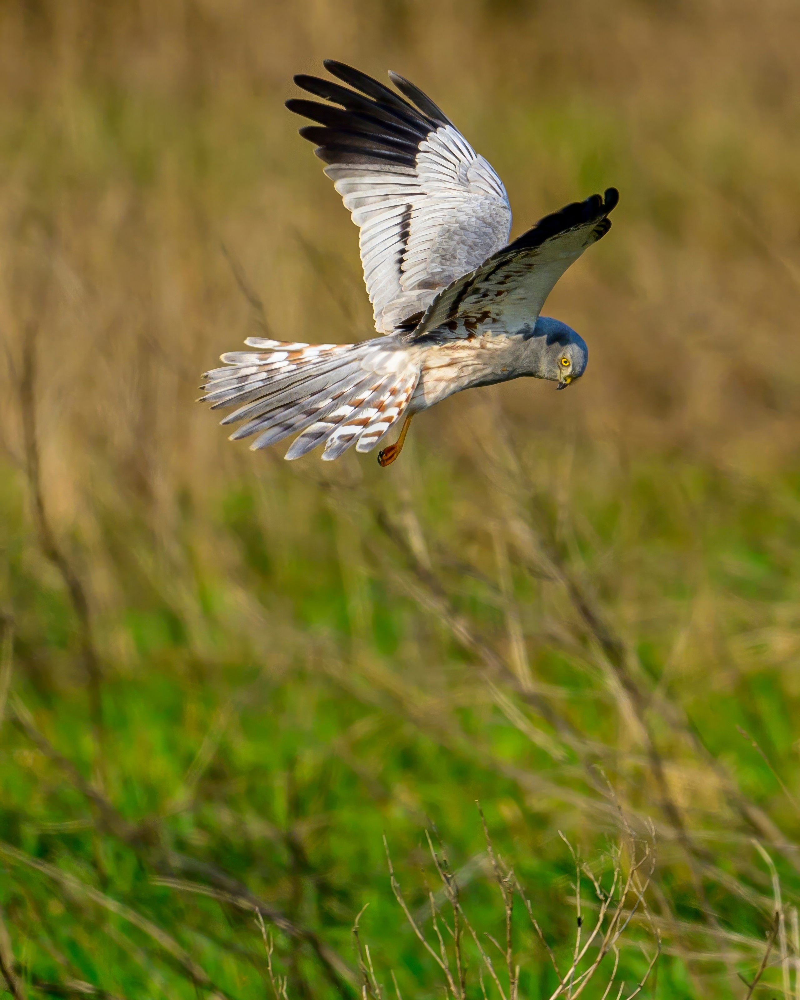 Луговой лунь. Фотограф Сергей Пупонин