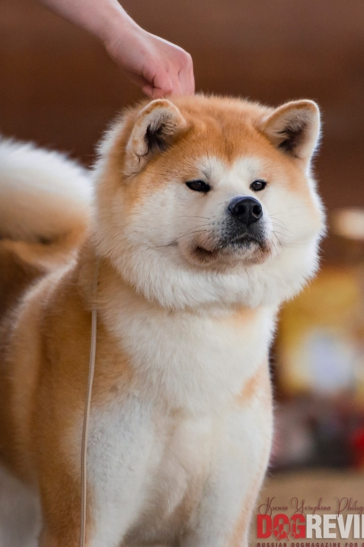 FEMALES. SHIOMARU Shiba and Akita Inu Kennel