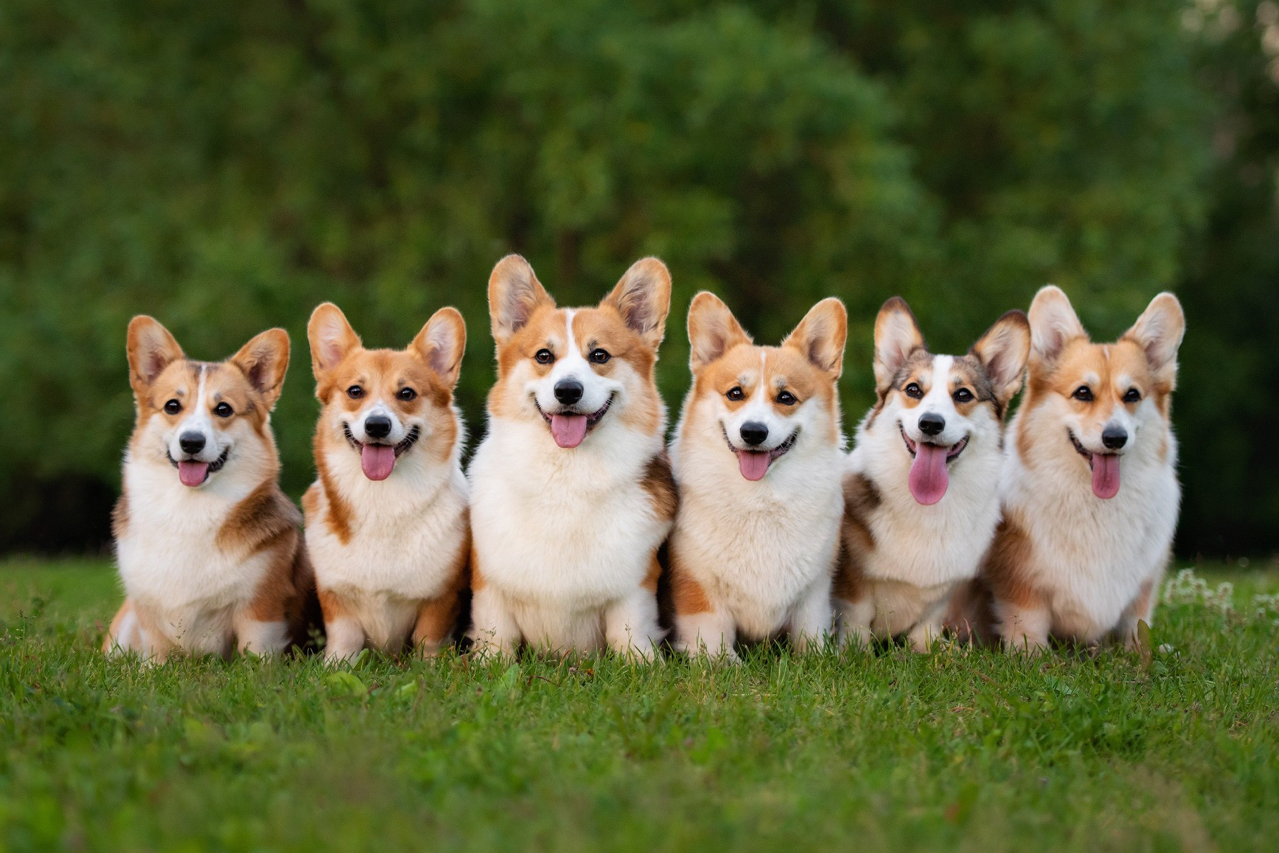 питомник корги