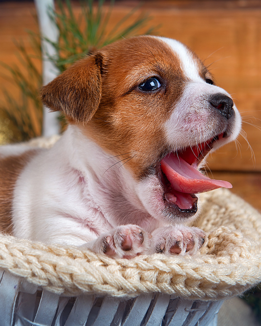 Профессиональный фотограф в Нижнем Новгороде — ФотоLEON
