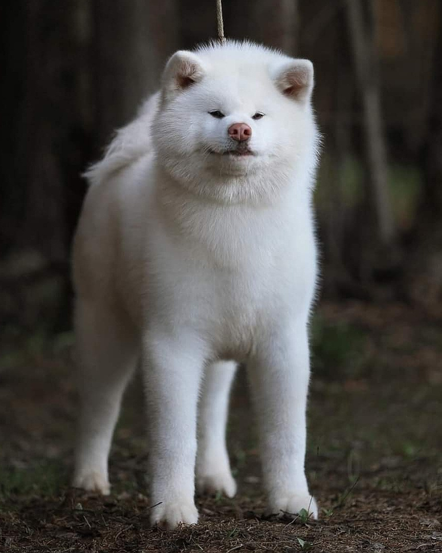 Кобели. Питомник Акита-Ину