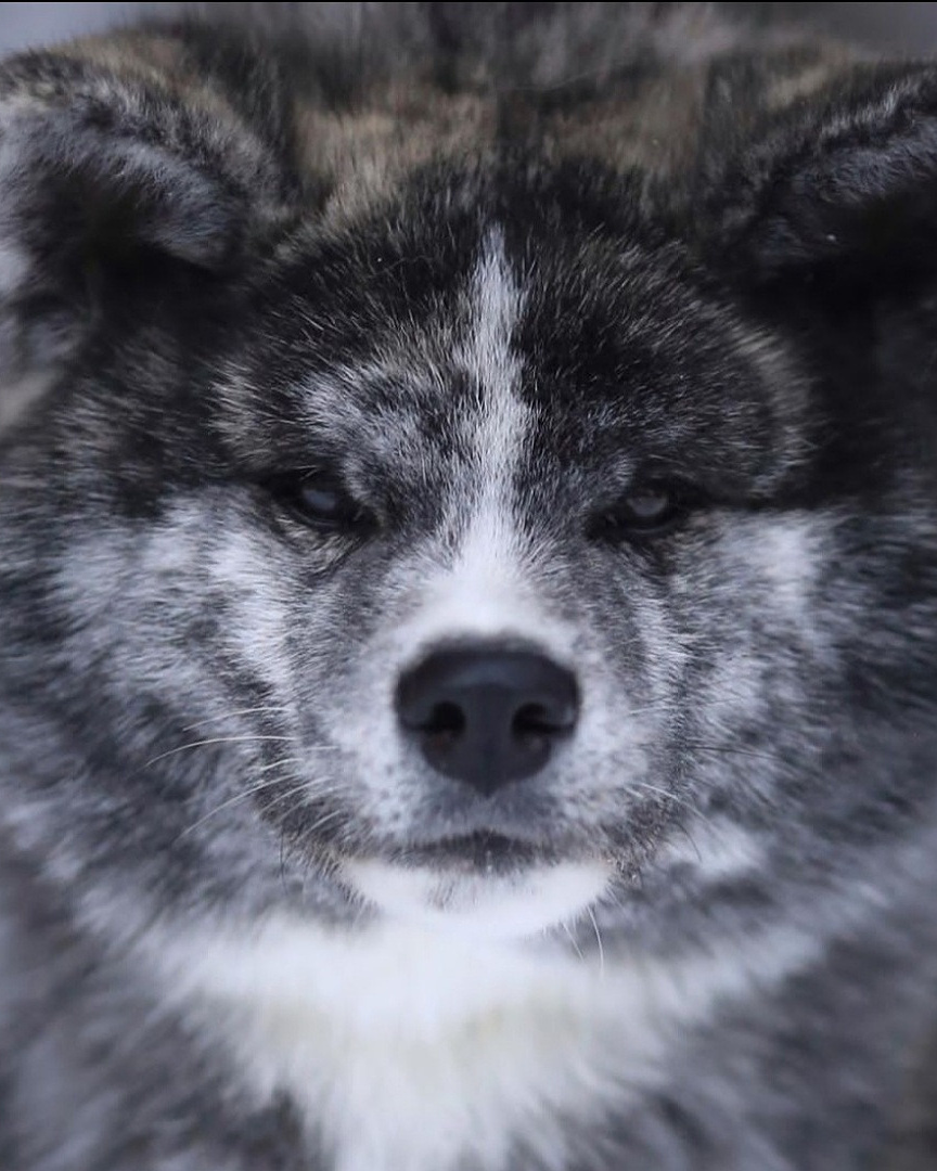 Кобели. Питомник Акита-Ину