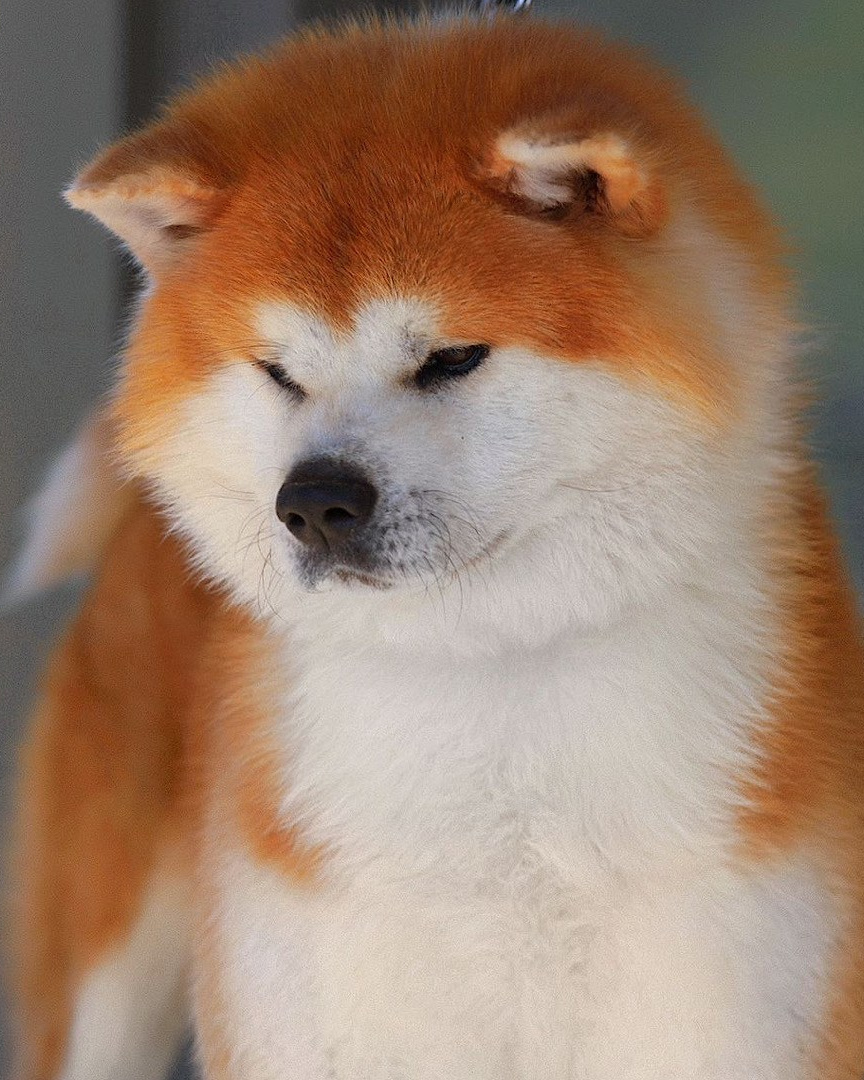 Кобели. Питомник Акита-Ину