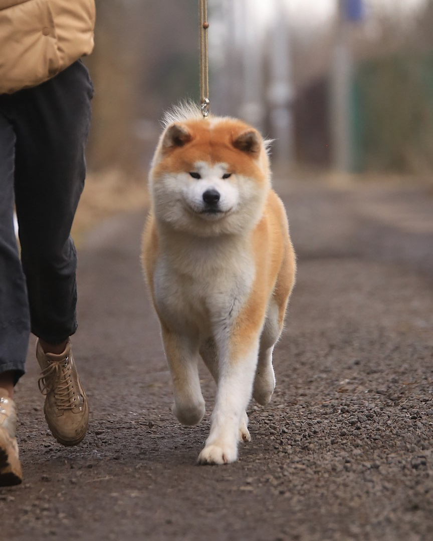 Кобели. Питомник Акита-Ину