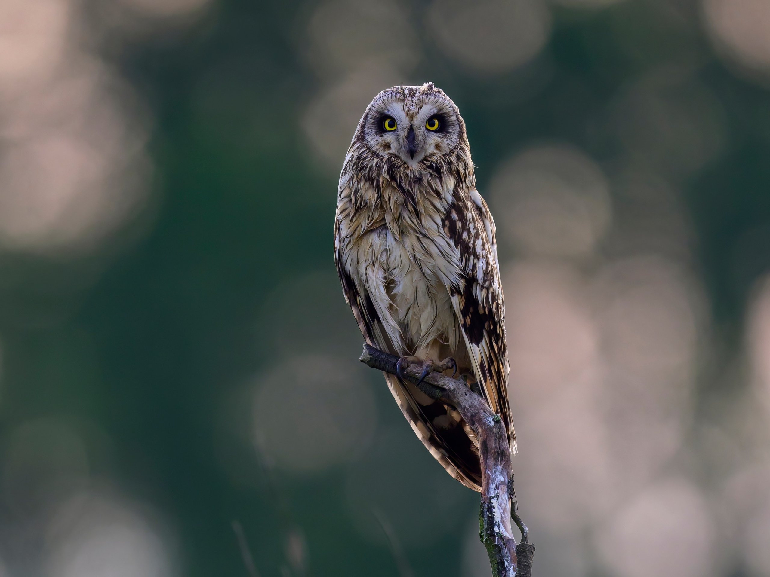 Луговой лунь. Фотограф Сергей Пупонин
