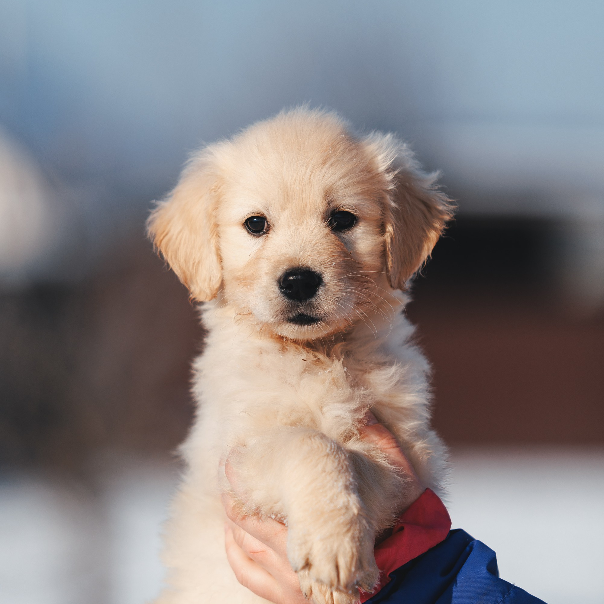 Золотистые ретриверы. Питомник Грааль Гардарика