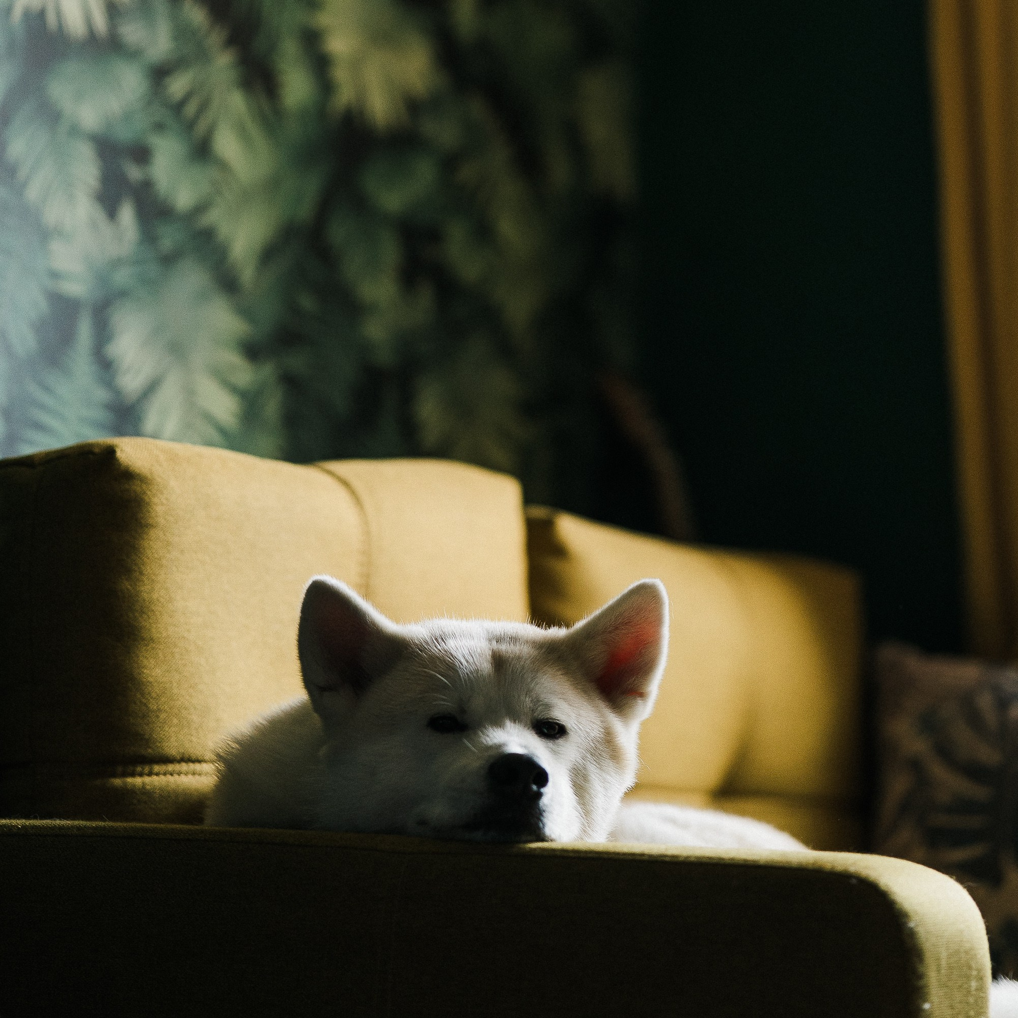 съёмка животных, домашних питомцев в Санкт-Петербурге, фото, видео, фотограф