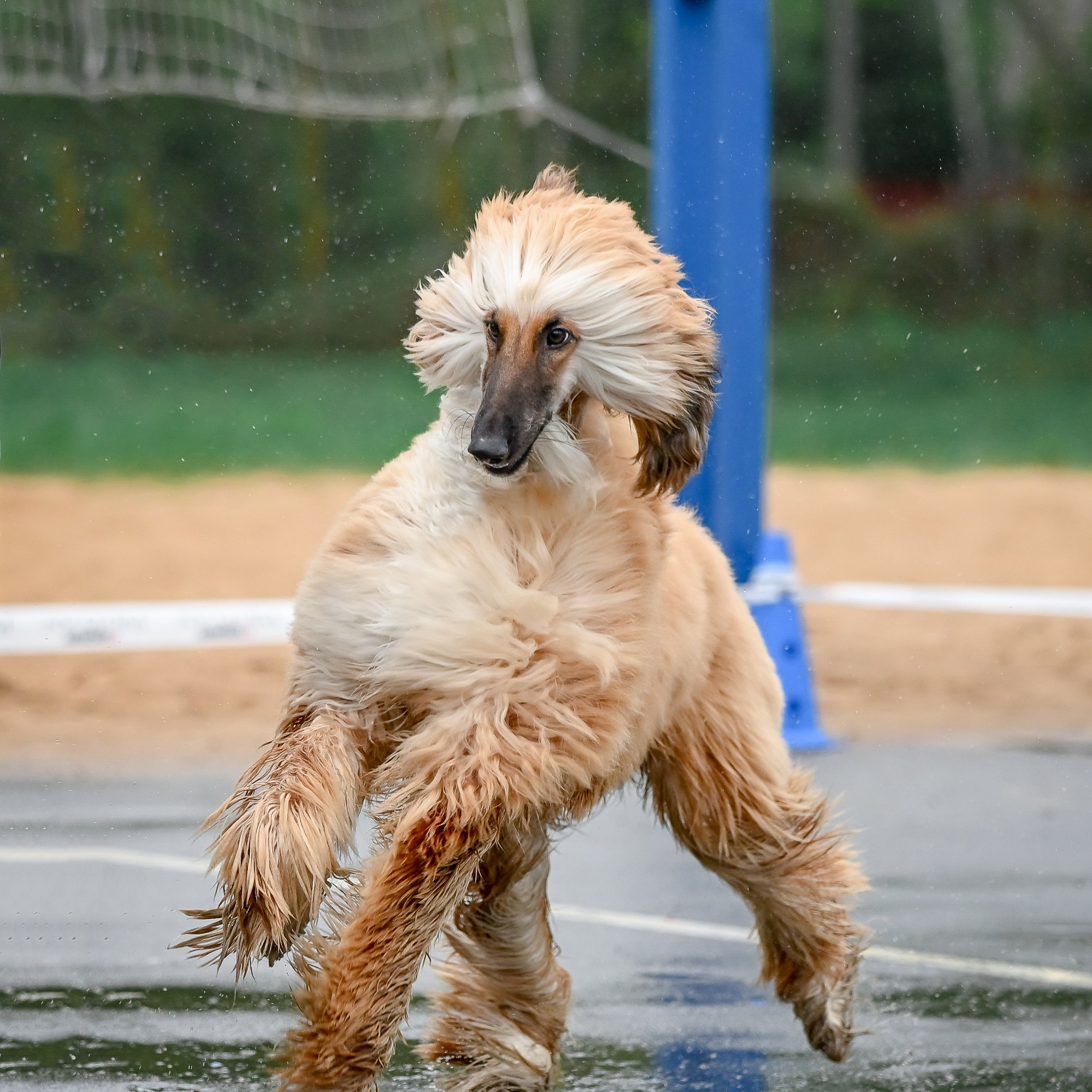 Галерея фотографий афганской борзой