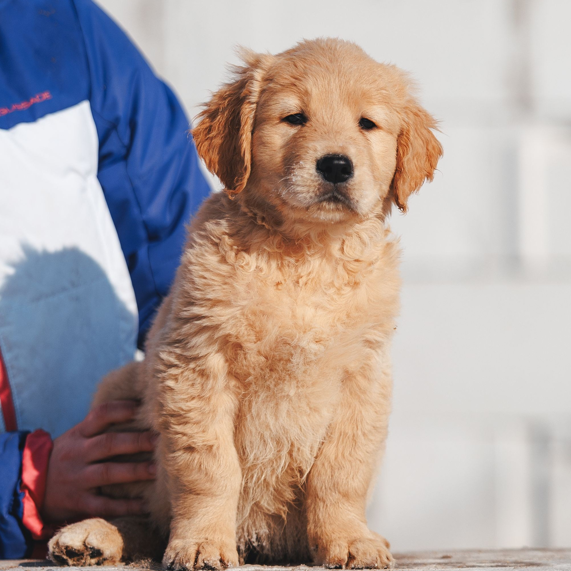 Золотистые ретриверы. Питомник Грааль Гардарика