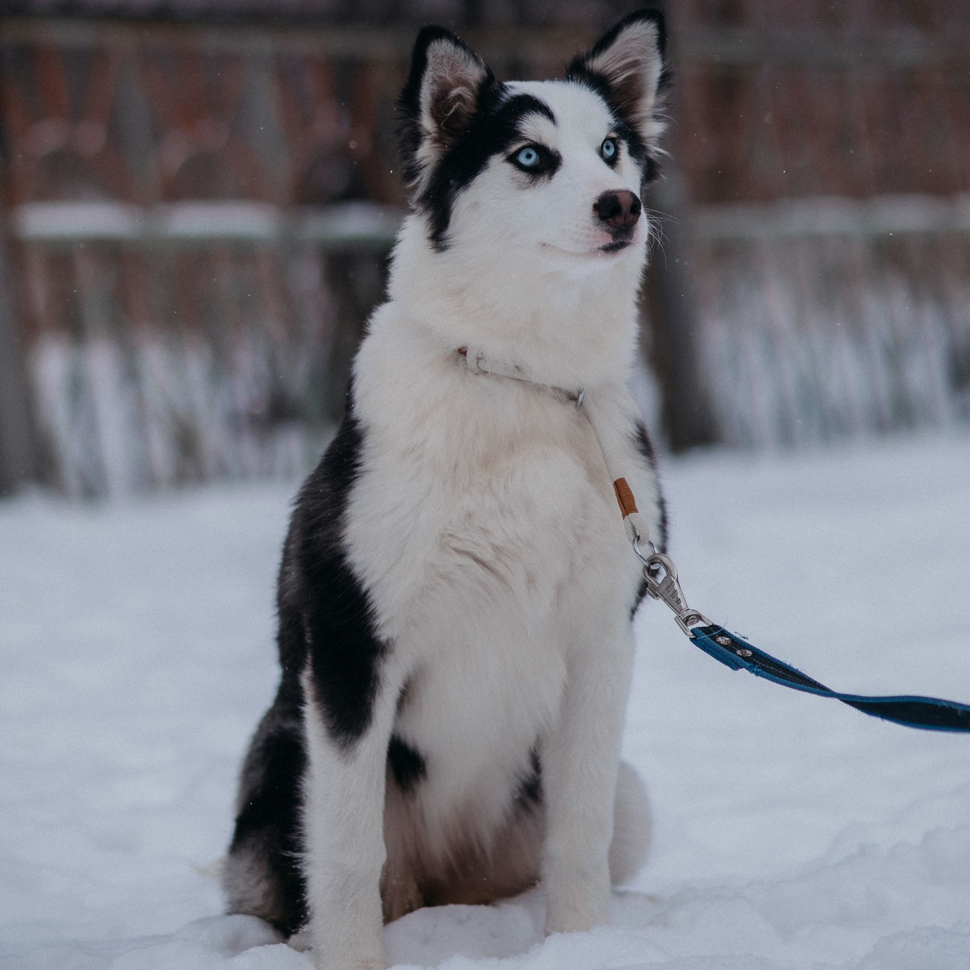 Якутские лайки. Питомник Грааль Гардарика