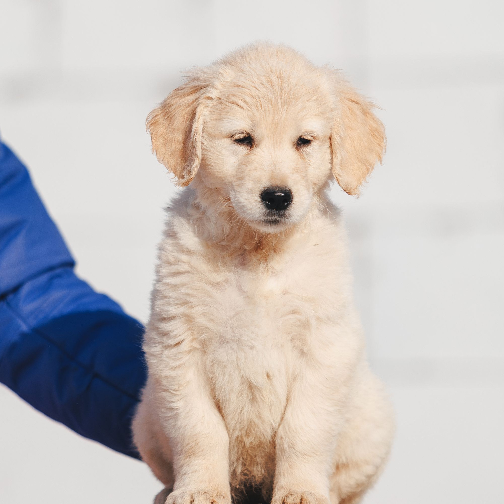 Золотистые ретриверы. Питомник Грааль Гардарика