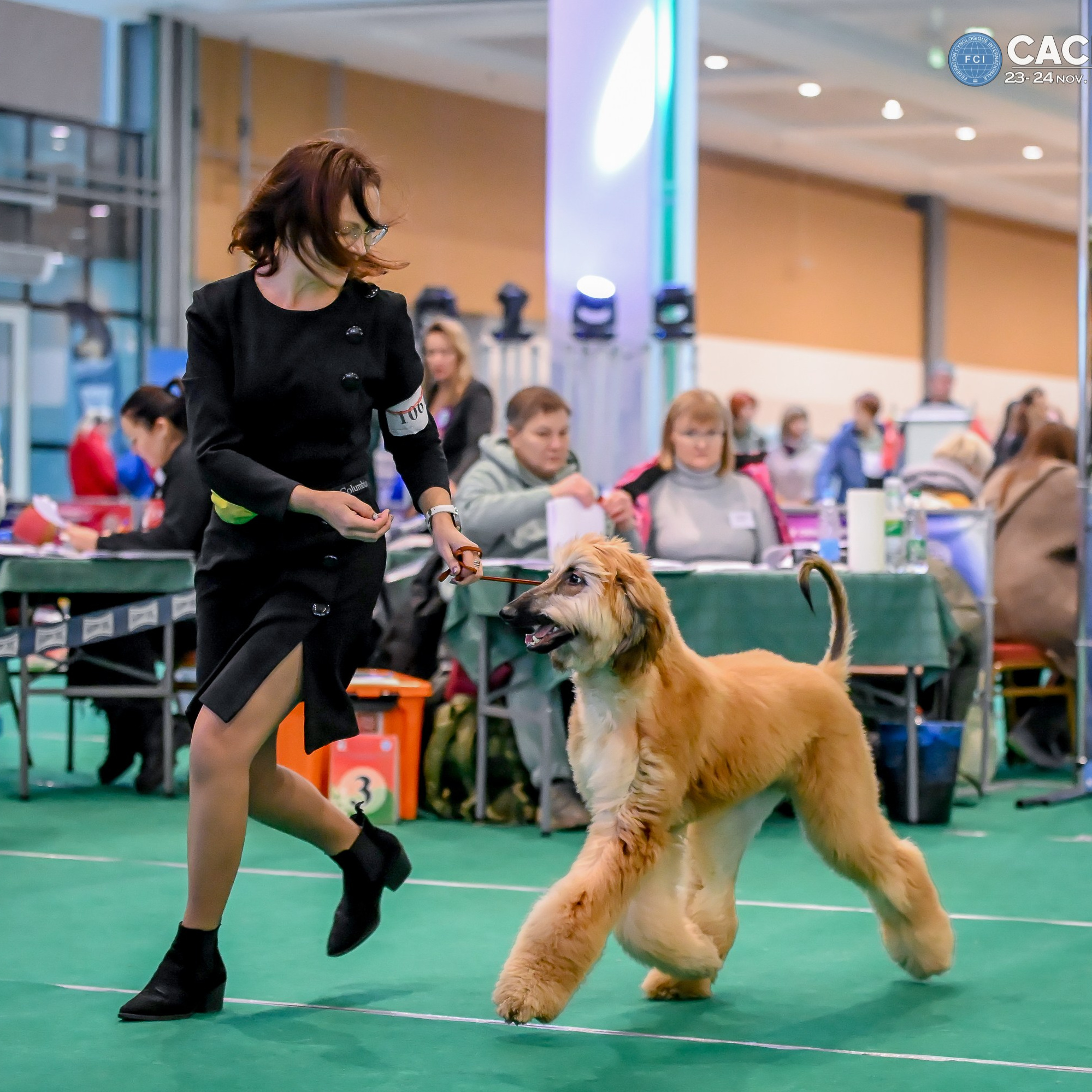 Галерея фотографий афганской борзой