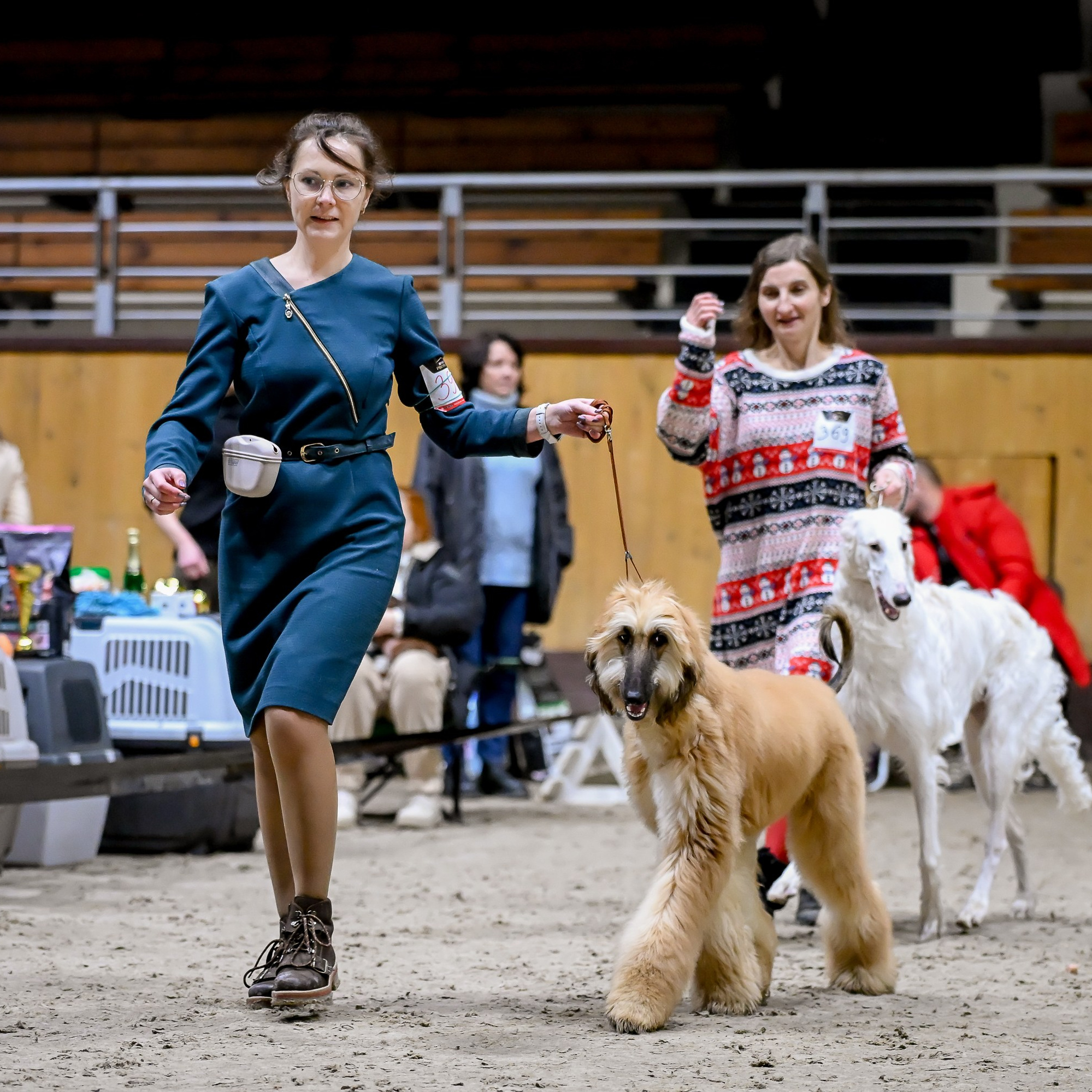 Галерея фотографий афганской борзой
