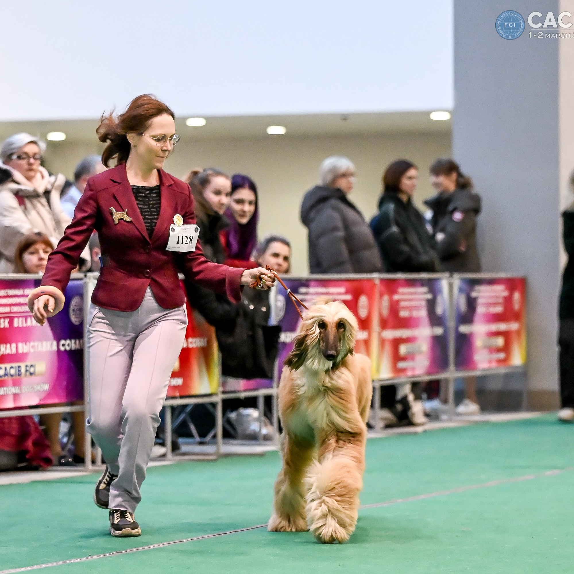 Галерея фотографий афганской борзой