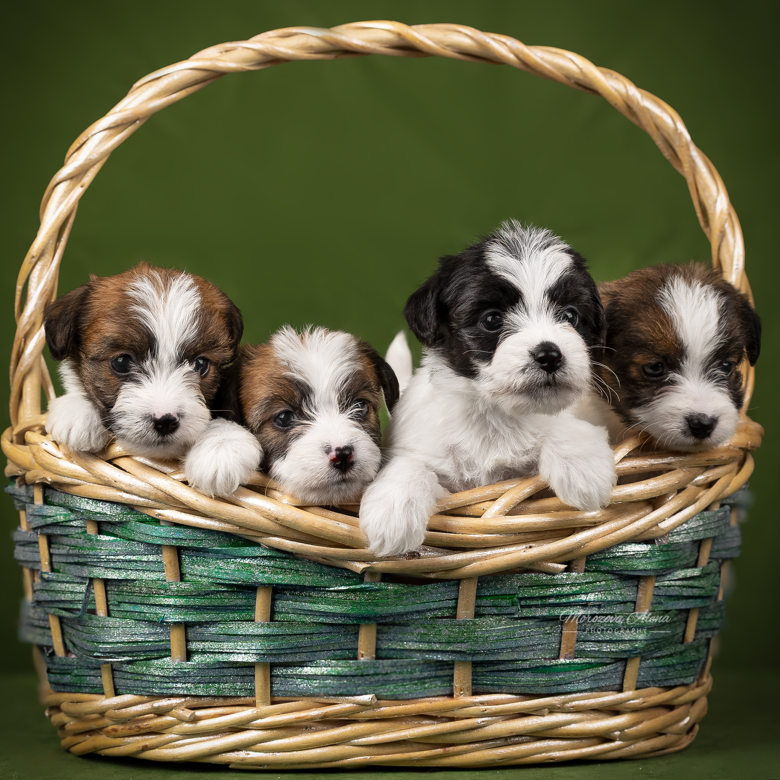 Щенки. Джек Рассел терьер. Санкт-Петербург. Щенки Джек Рассел терьера