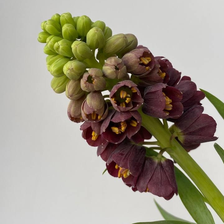 Как ухаживать за букетом?. Цветочная студия Siena Flowers Воронеж