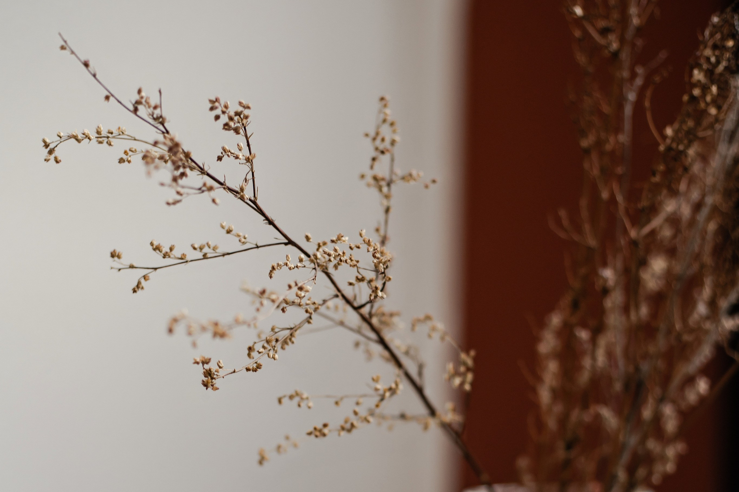 Стоимость с 1.05.2026. Фотограф Алина Филимонова Тверь