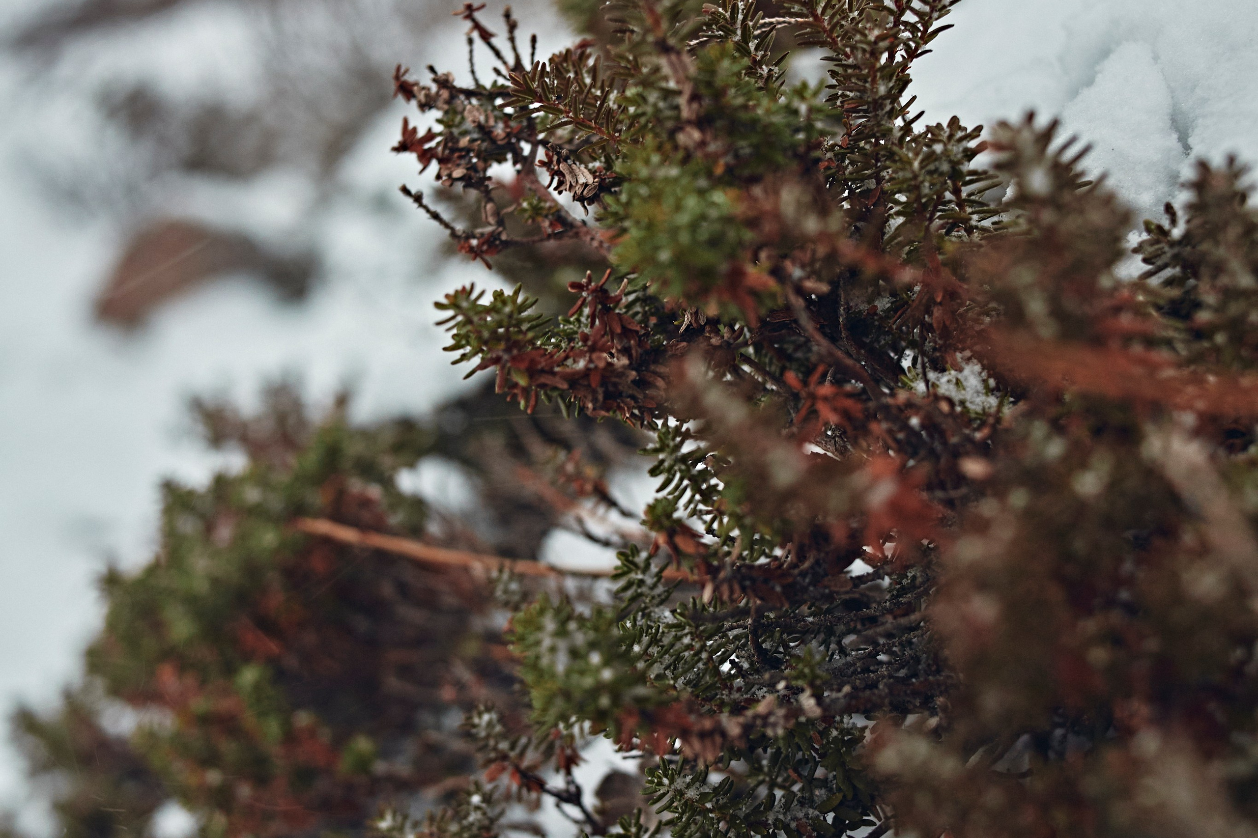 T e r i b e r k a. Главная