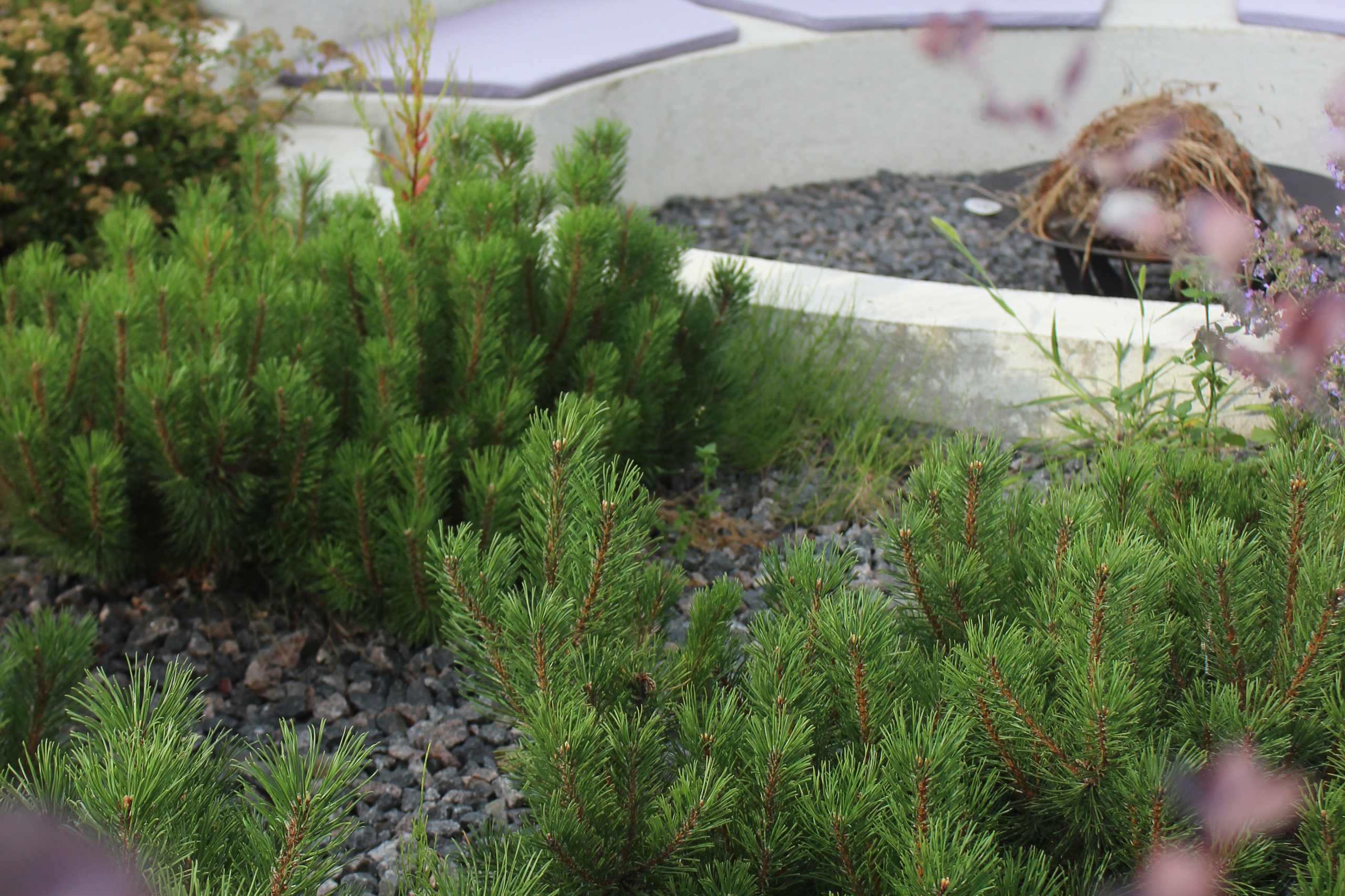 Консультация. LA. Ландшафтный дизайн в Минске и Гродно