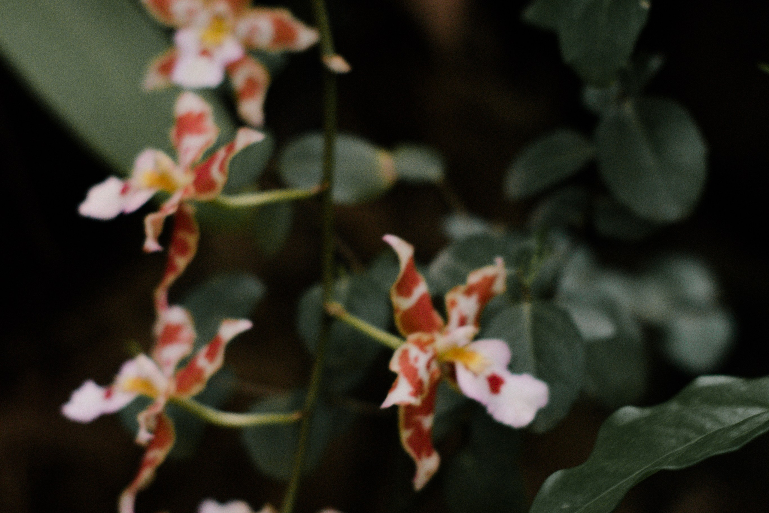 Женский, семейный фотограф в Санкт-Петербурге Катерина Ващенко