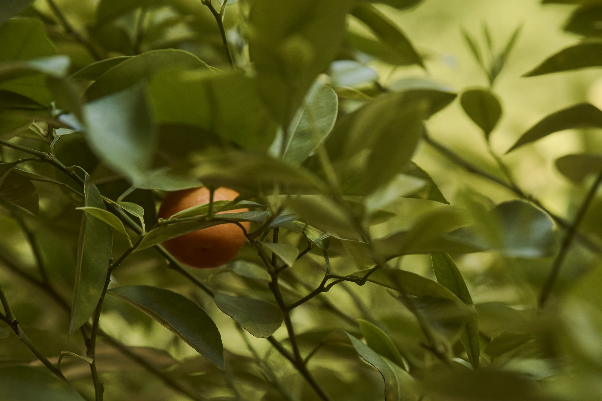 Контакты. Гасанова Алина|Фотограф в Санкт-Петербурге