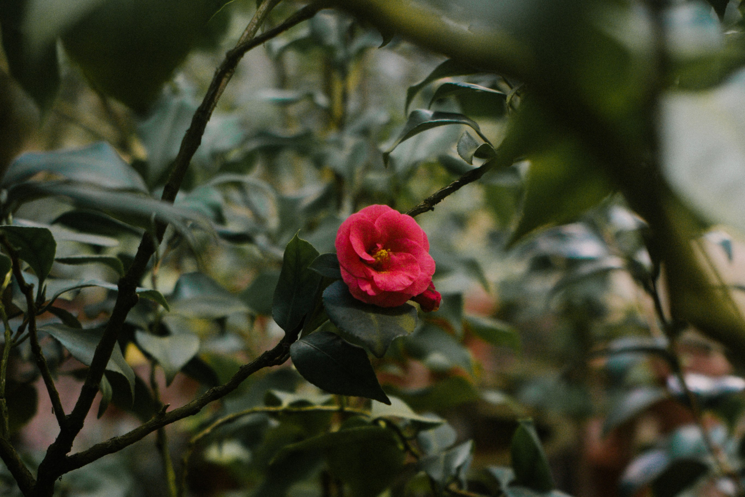 Услуги и цены. Женский, семейный фотограф в Санкт-Петербурге Катерина Ващенко