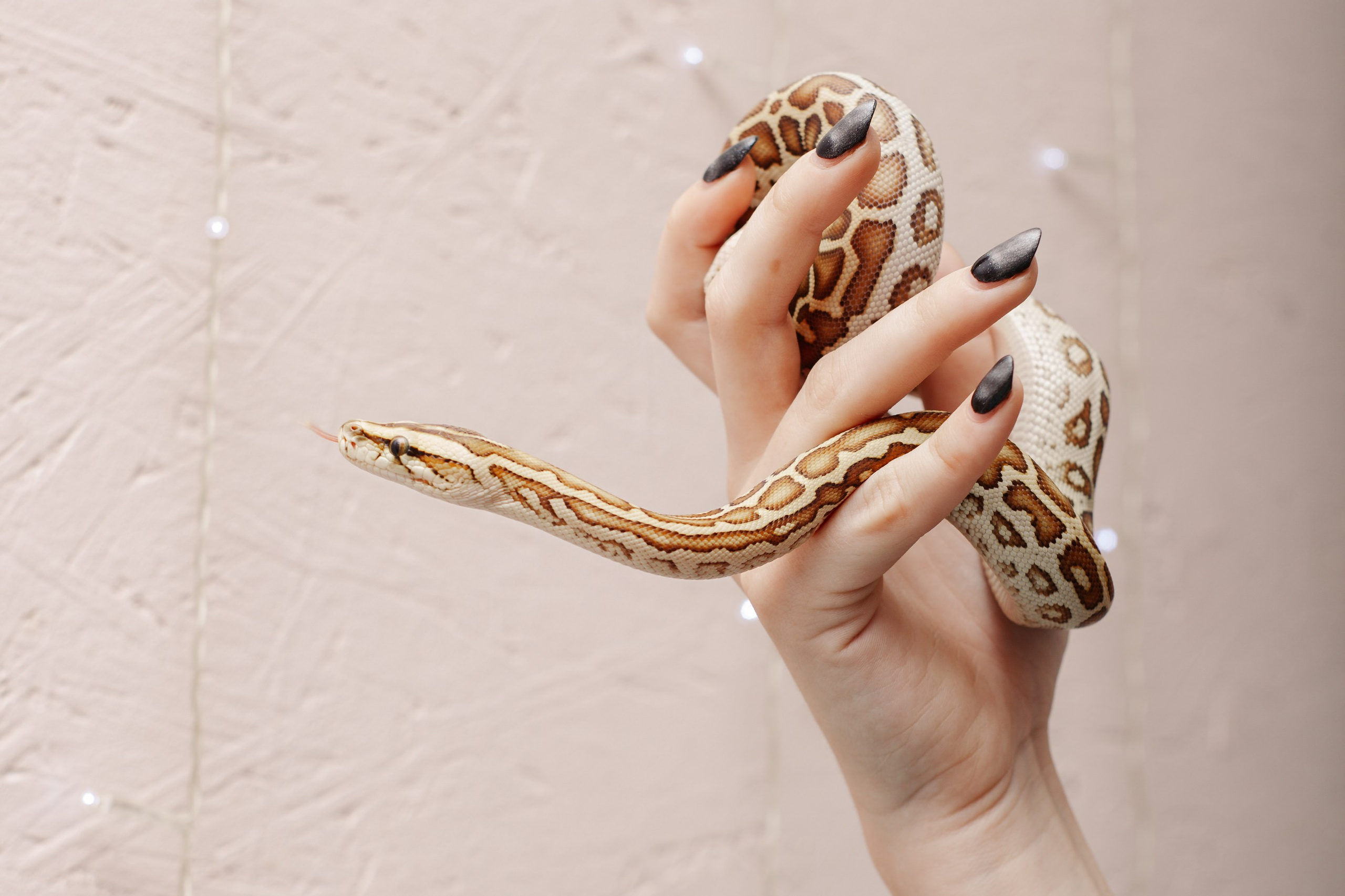 Модели змей. Фотограф Алёна Сергеевна Aloha_chë