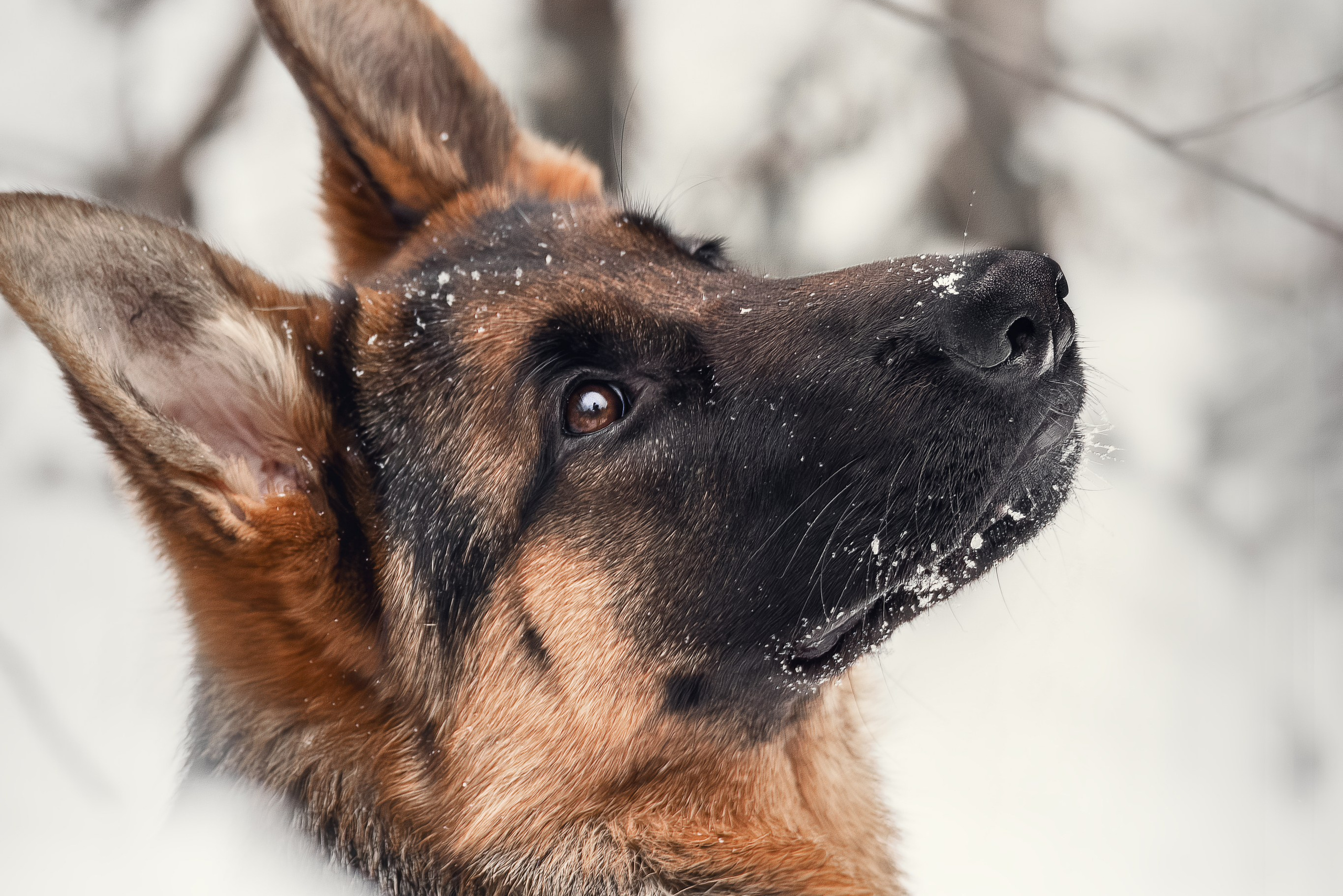Услуги. Фотограф-анималист Нижний Новгород