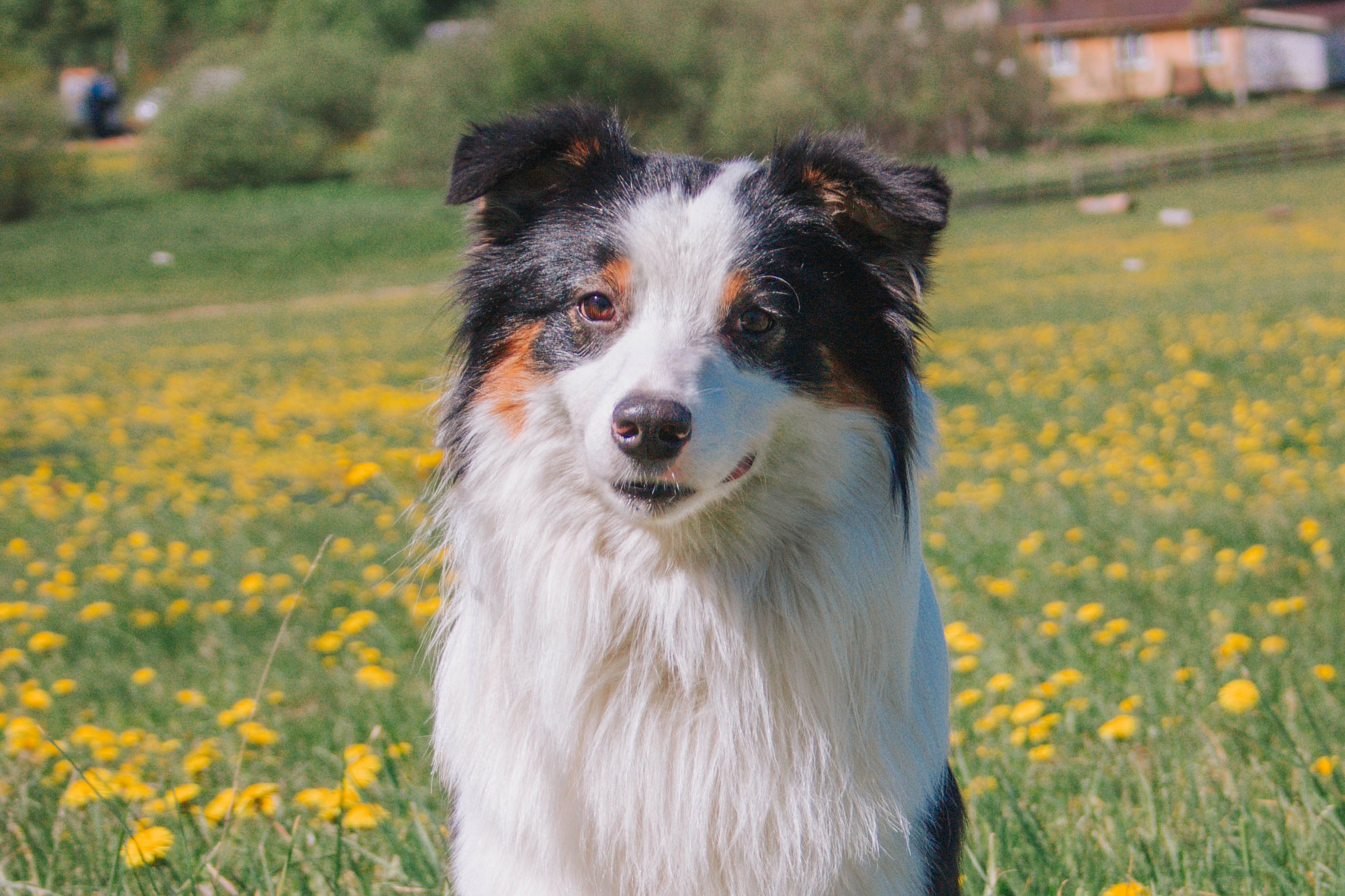 Д-помёт. BLGKV питомник собак