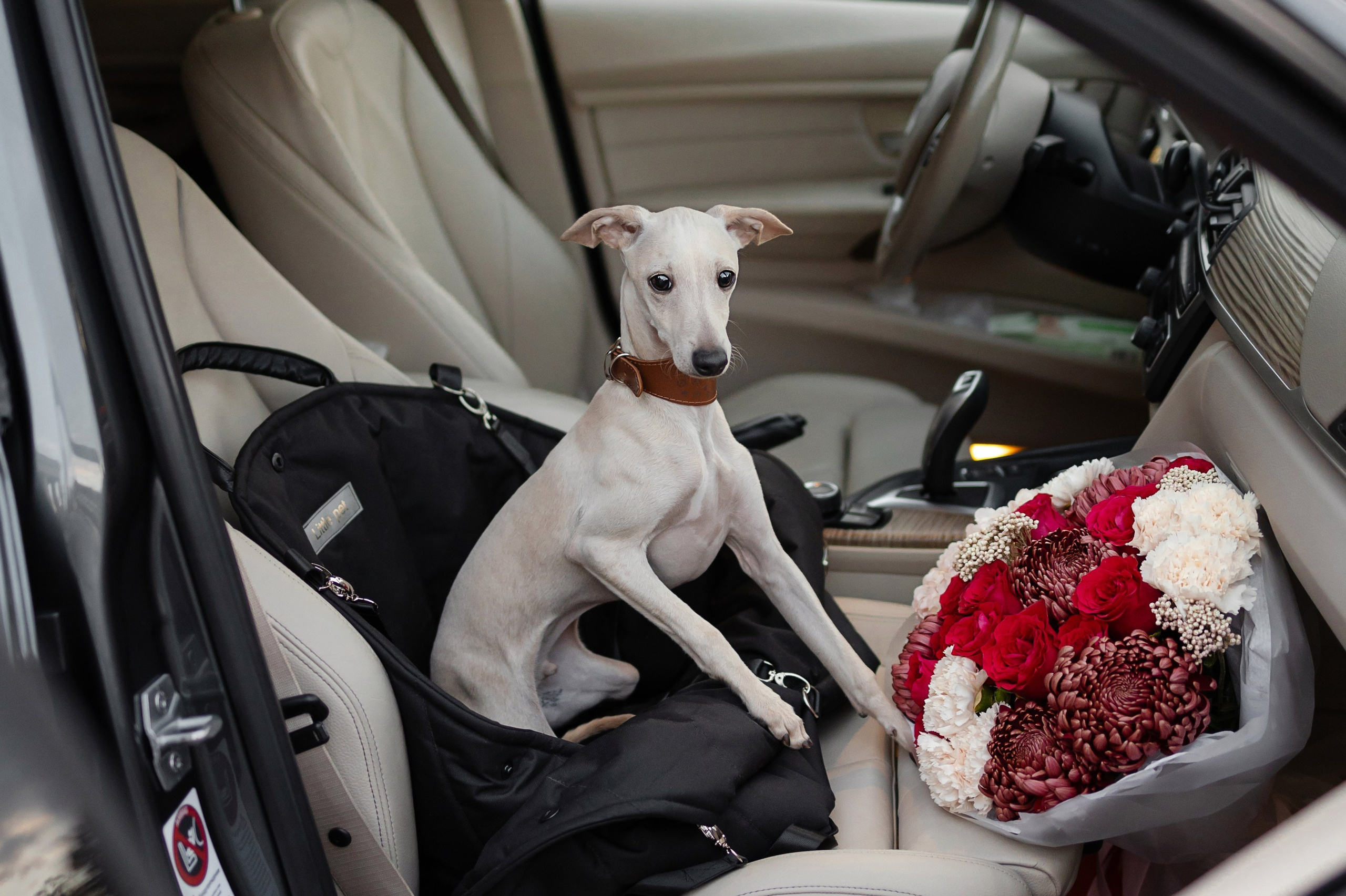 Online store. Professional Italian Greyhound Kennel RKF/FCI ASTI SAPPHIRE 💎 Sochi|St. Petersburg