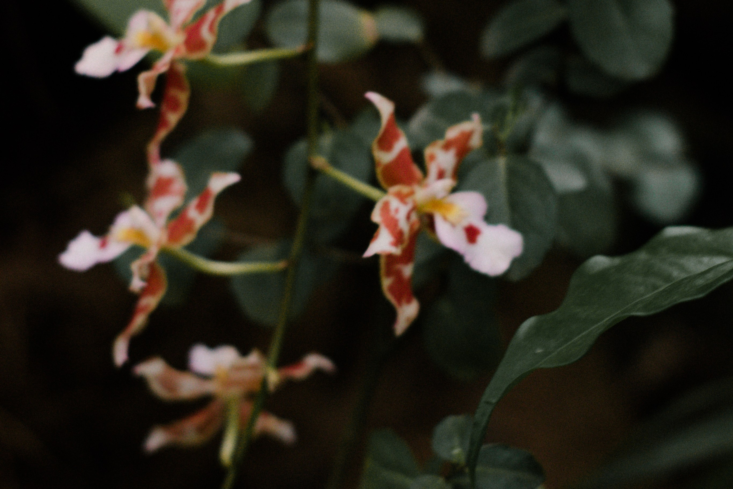 Услуги и цены. Женский, семейный фотограф в Санкт-Петербурге Катерина Ващенко