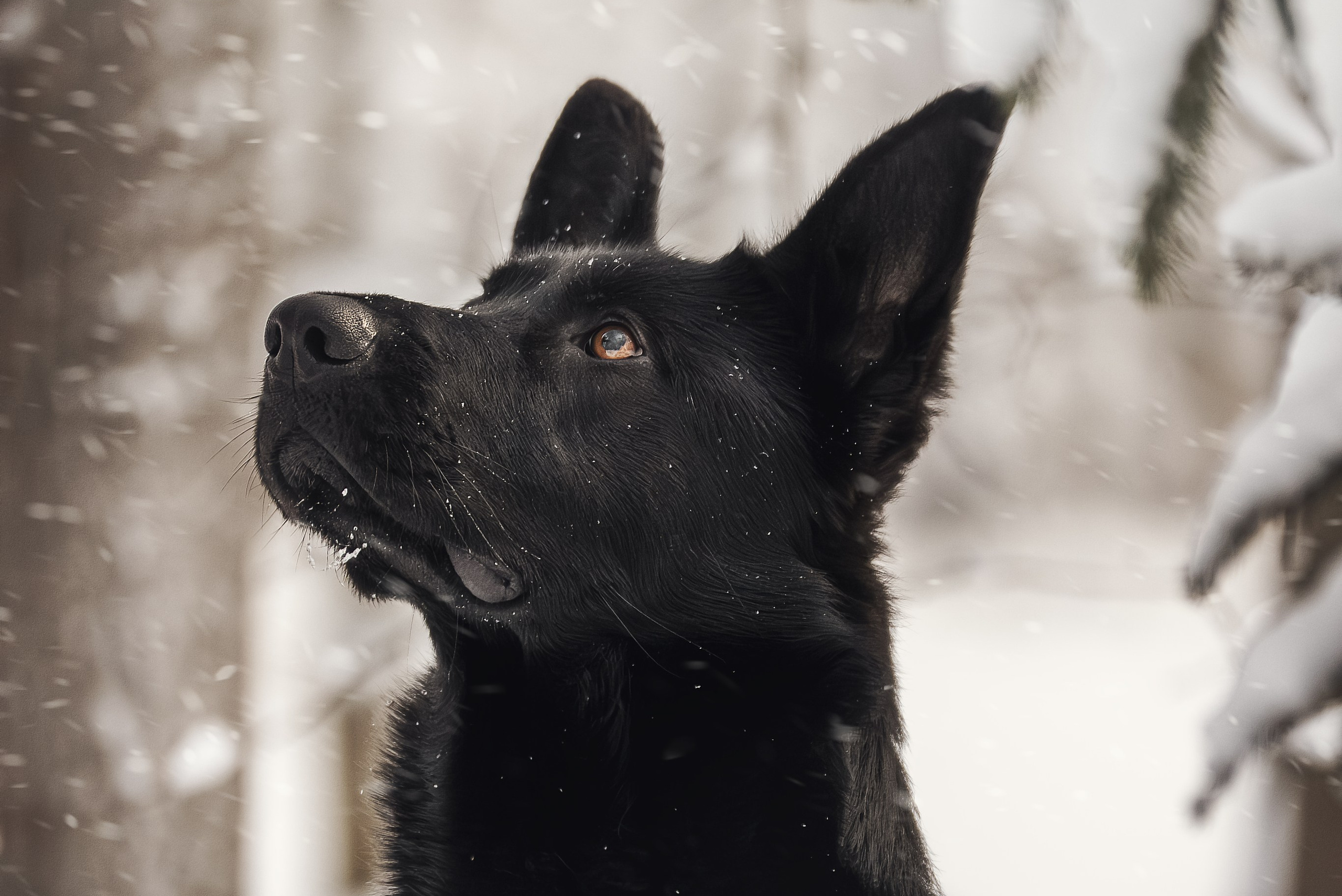 Услуги. Фотограф-анималист Нижний Новгород