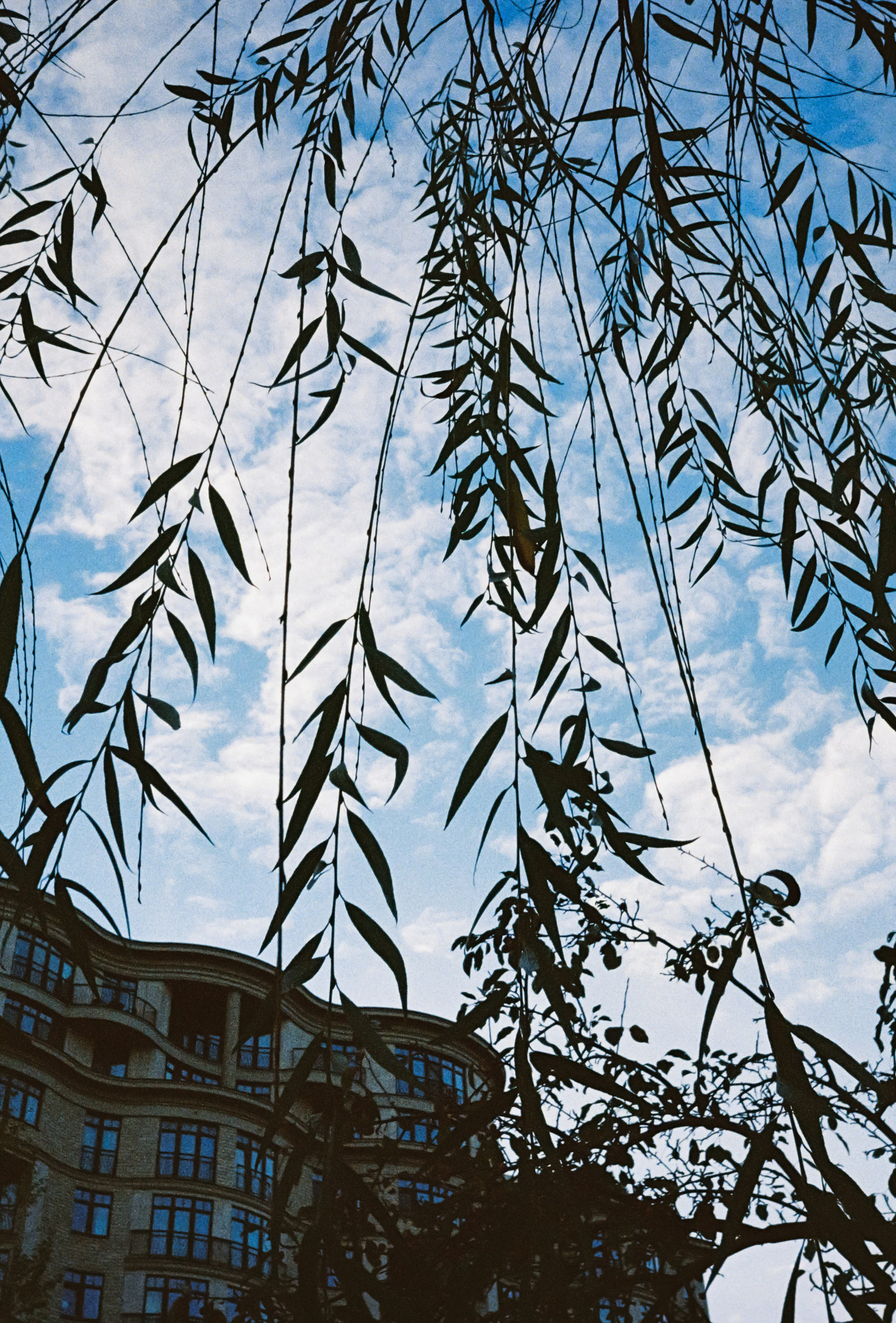 Листва напросвет на фоне голубого неба в парке Усадьба Трубецких