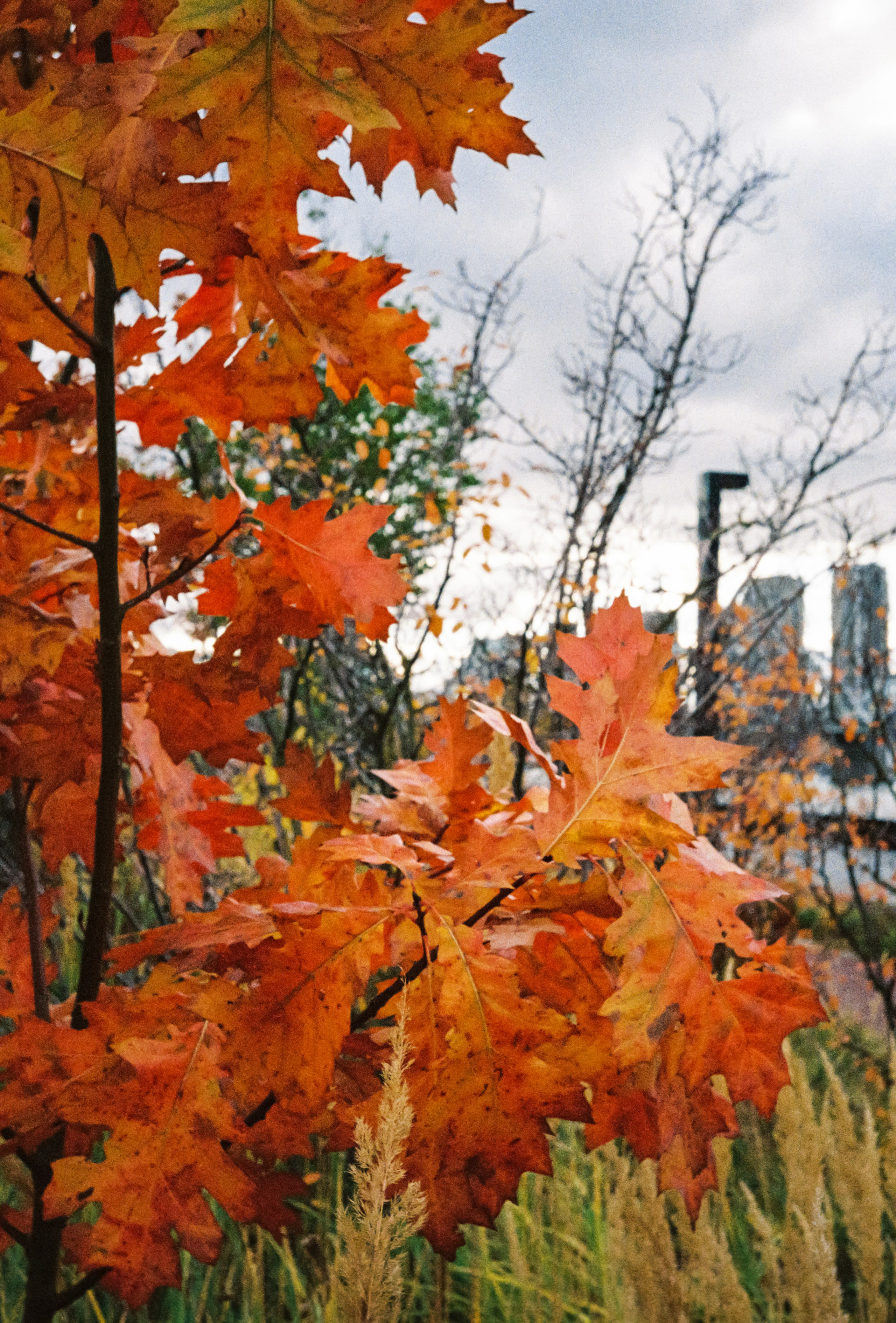 Жёлто-красная осенняя листва в парке на набережной в Москве