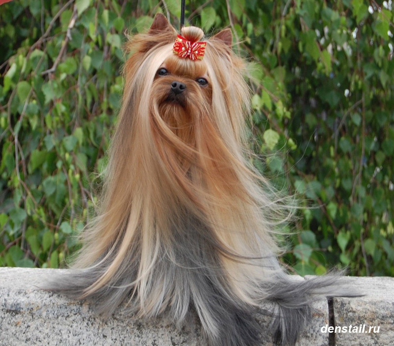 Beloved Cookie Stribrne Prani. Питомник Йоркширских терьеров Дэнстайл в Санкт-Петербурге заводчик Тих