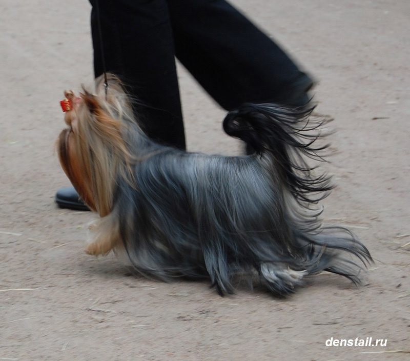 Beloved Cookie Stribrne Prani. Питомник Йоркширских терьеров Дэнстайл в Санкт-Петербурге заводчик Тих