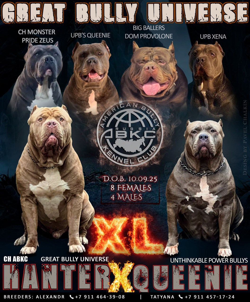 Все свободные щенки. Американские булли XL в г. Калининград. Питомник Great Bully UNIVERSE