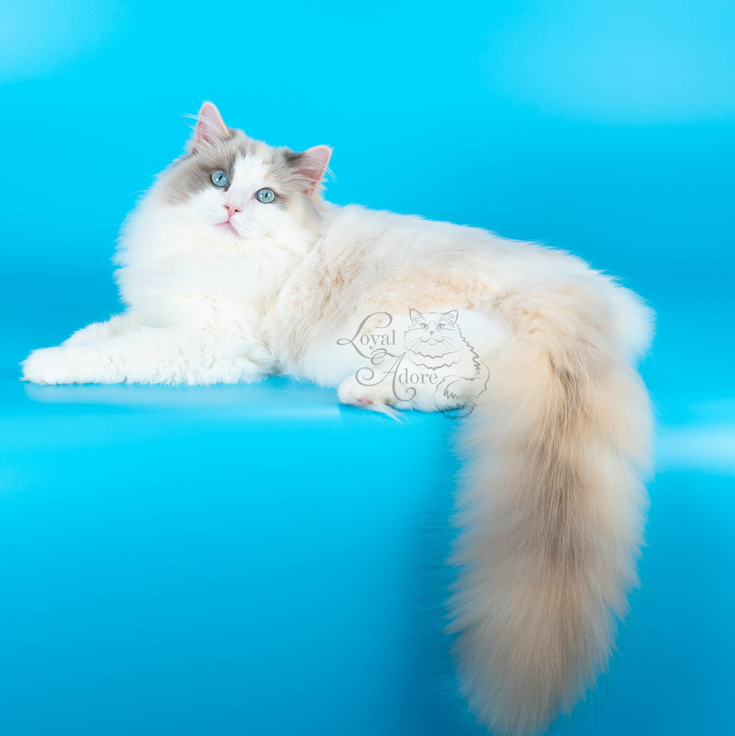 Котята рэгдолл от Loyal Adore. Питомник рэгдолл Loyal Adore