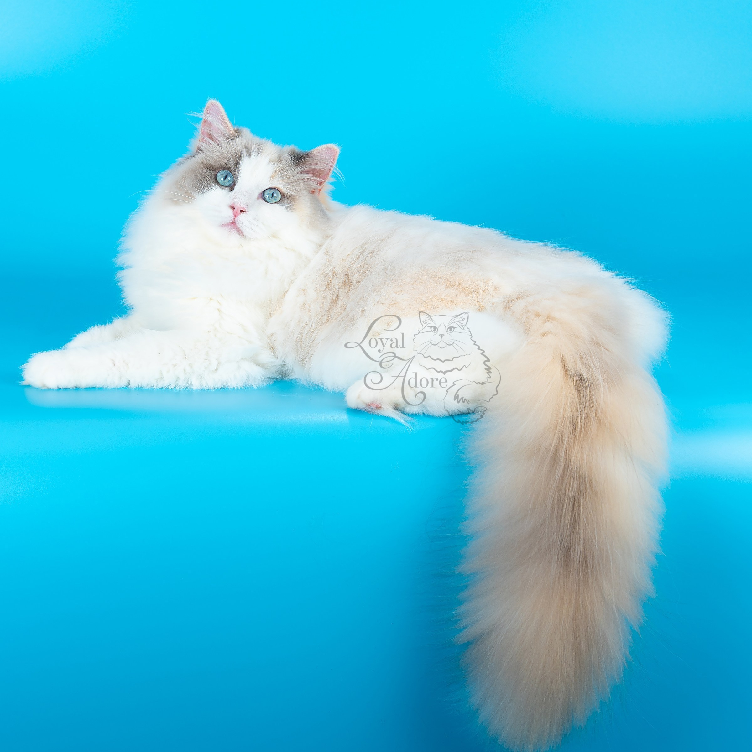 Котята рэгдолл от Loyal Adore. Питомник рэгдолл Loyal Adore