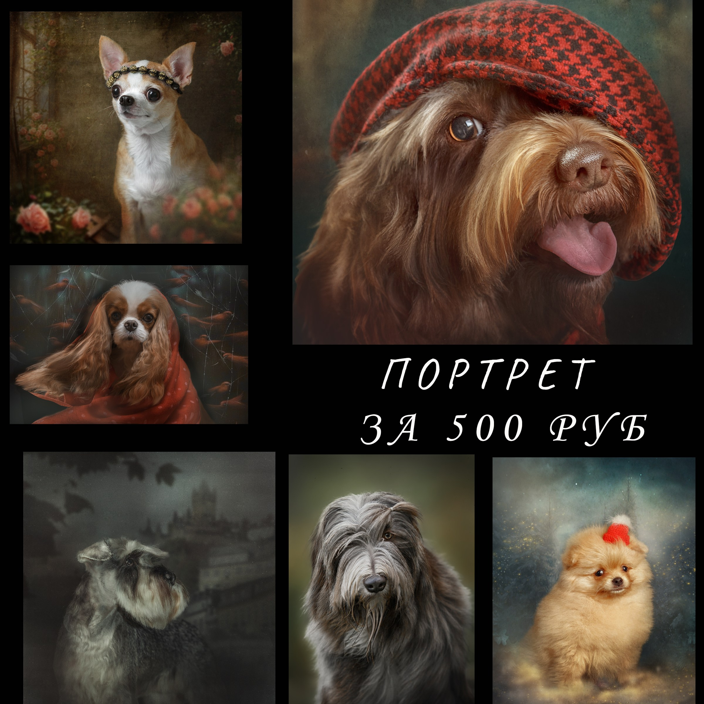 Фотограф анималист. Студия груминга Валерии Кравец