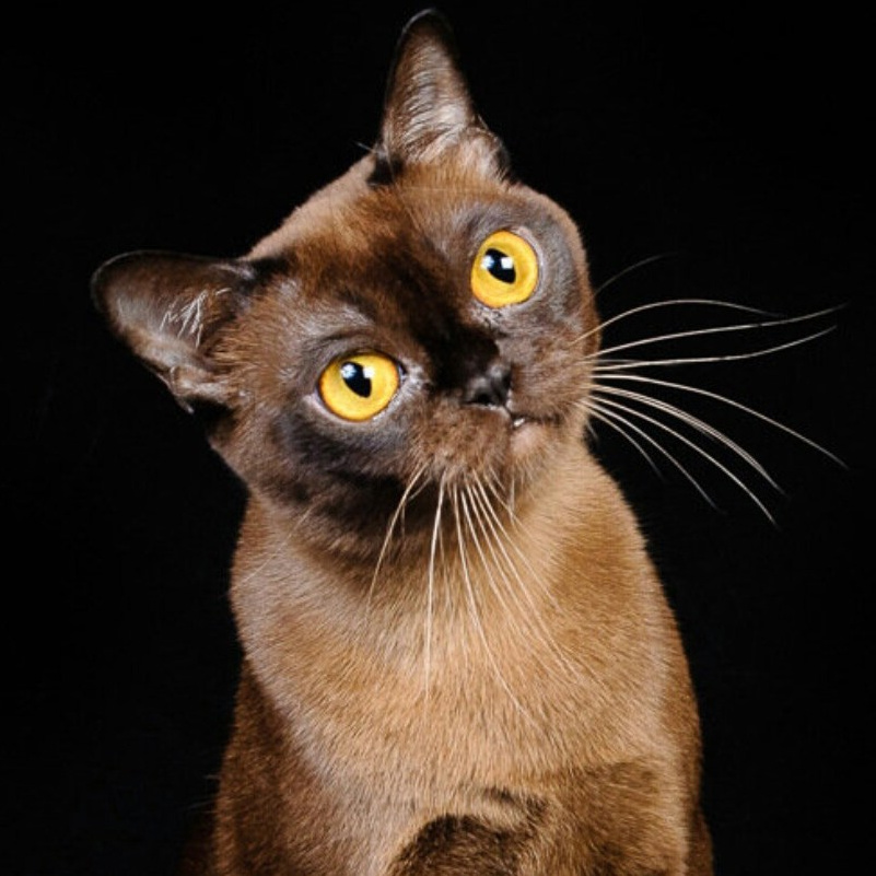 купить бурманского котенка