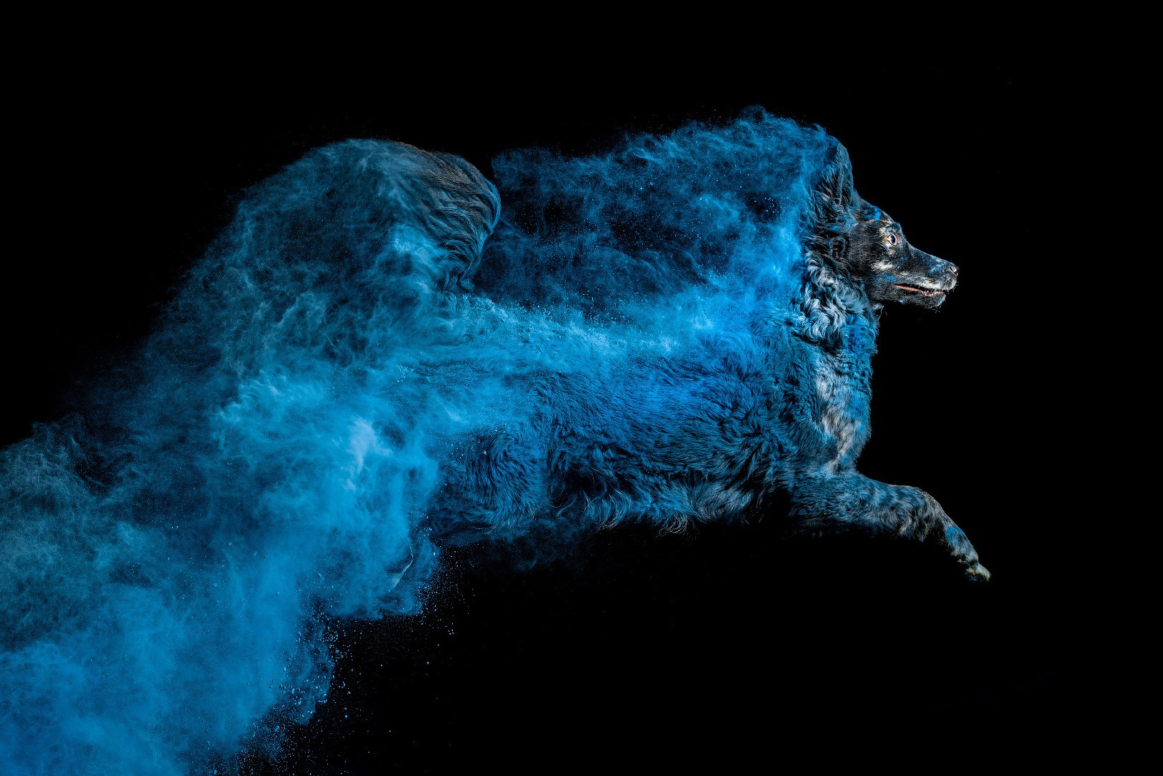 Фотосессия собаки с красками холи. Фотограф собак в Москве и Московской области Иванушкина Мария