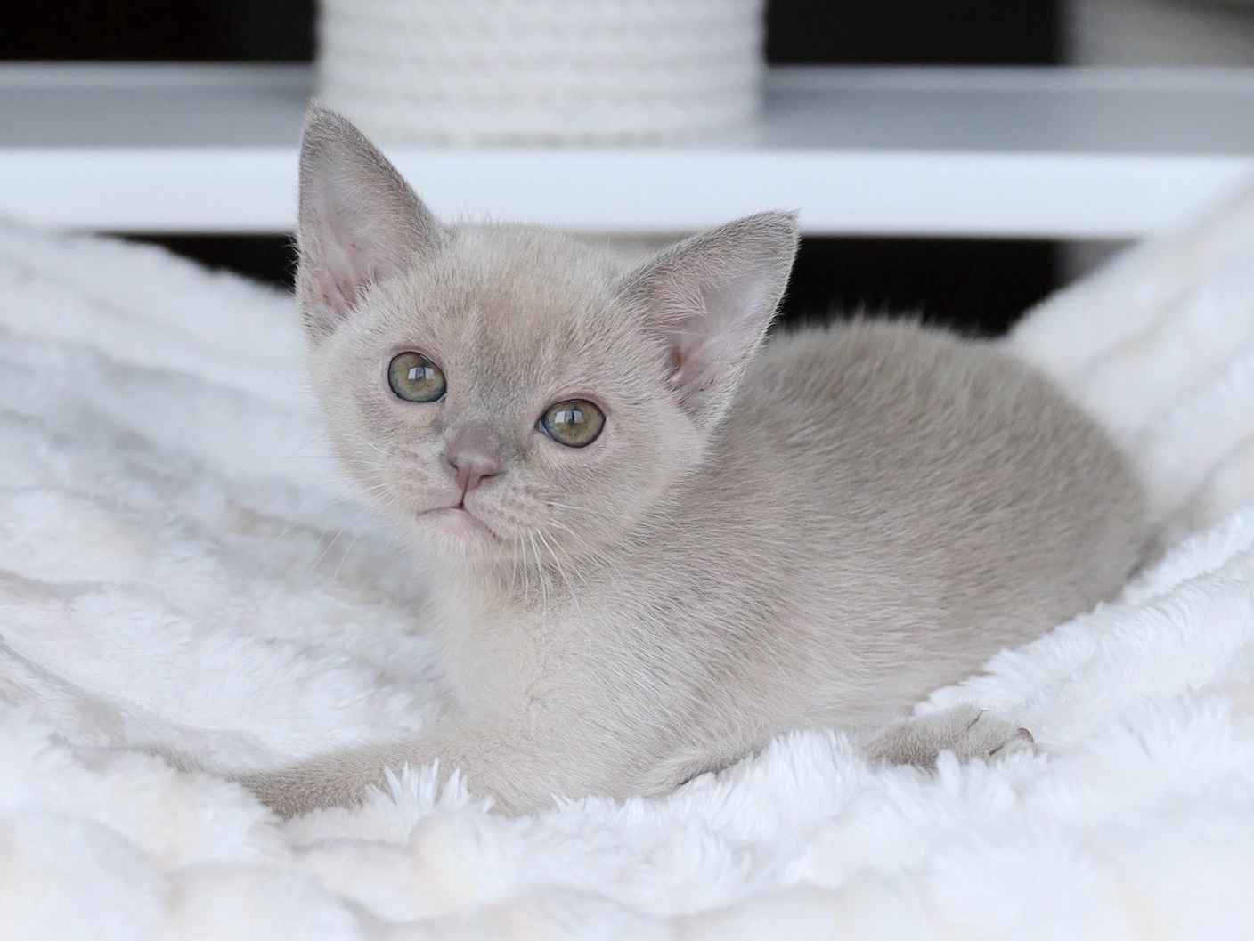 Котята. Питомник «Bouncy Life»