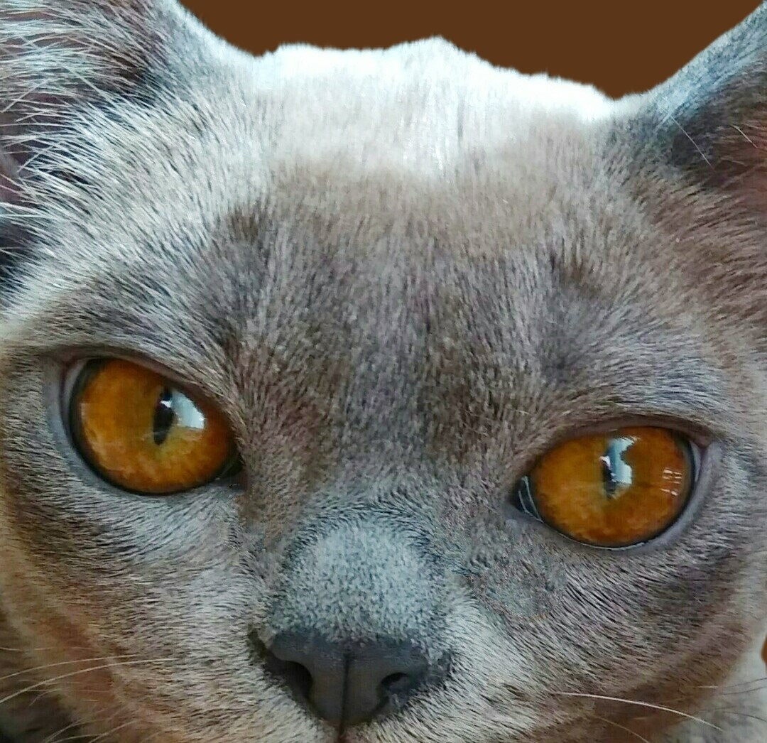 Котёнок американской бурмы. Las Burmas — питомник американской бурмы традиционных линий